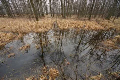 Swamp Pond Stock Photos