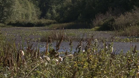 Swamp pond in summer Stock Footage 75210519
