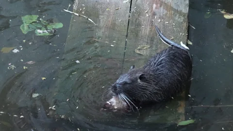 A swamp rat eats raw beetroot in river water Stock Footage 246082679