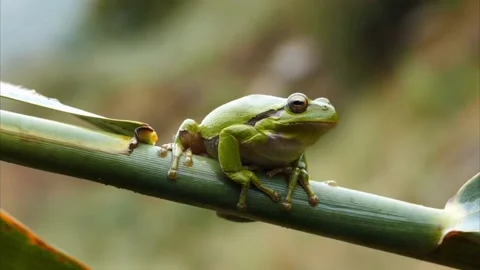 Swamp reed Stock-Footage 205224739