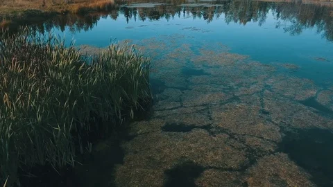 Swamp with reeds Stock Footage 101880415