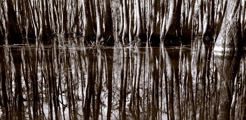 Swamp reflections Stock Photos