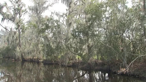 Swamp rightside 4 Stock Footage 88292448