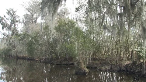 Swamp rightside mixed bushes Stock Footage 88292475