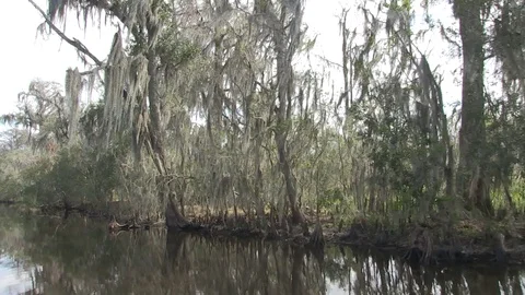 Swamp rightside mixed veg5 Stock Footage 88292483