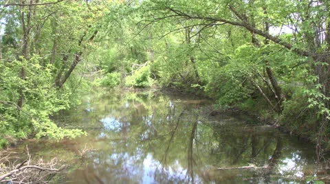 Swamp river 2 Video stock 23116302