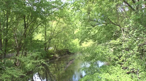 Swamp river Video stock 23116265