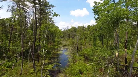 Swamp River In Forest Stock Footage 77550836