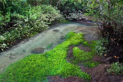 Swamp with river Stock Photos