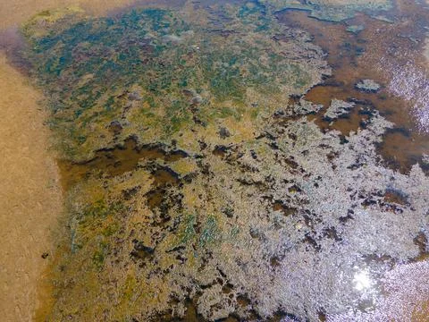 Swamp river Foto stock