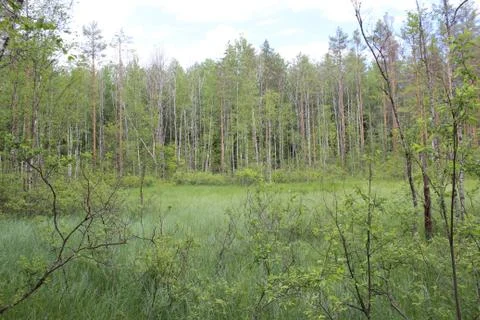 Swamp in the Russian forest Stock Photos