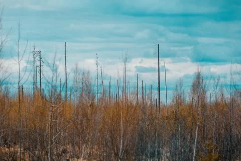 A swamp in the Russian outback Stock Photos