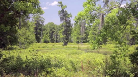 Swamp Sanctuary Stock Footage 7763840