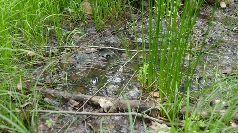 Swamp scene in the forest Stock Footage 76831341