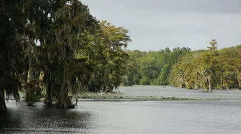 Swamp Scenic Stock Footage 11892731