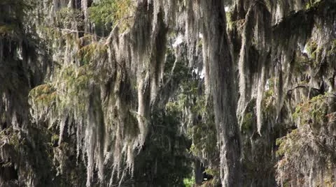 Swamp Scenic Moss Stock Footage 11892703