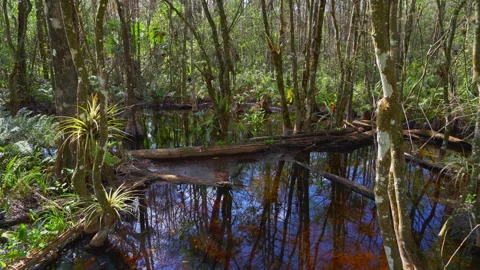 SWAMP SHOT Stock-Footage 250365459