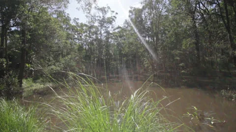 Swamp slide Stock Footage 22763280