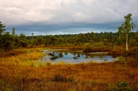 Swamp with small pine trees and a pond Stock Photos