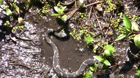 Swamp snake zoom in Stock Footage