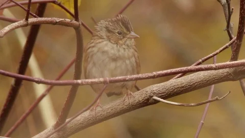 Swamp Sparrow on a branch on a windy day Stock Footage