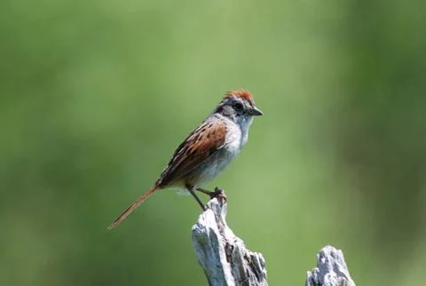 Swamp sparrow Stock Photos