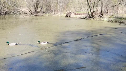 Swamp in the spring. Ducks swim 動画素材 153331300