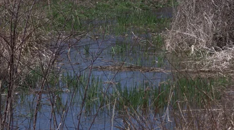 Swamp in Spring Stock Footage 38317974