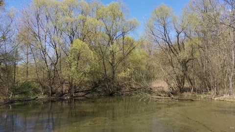 Swamp in the spring 動画素材 153331284