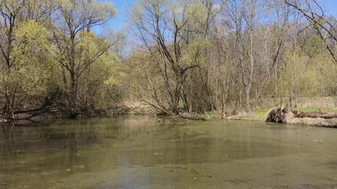 Swamp in the spring 動画素材 153331285