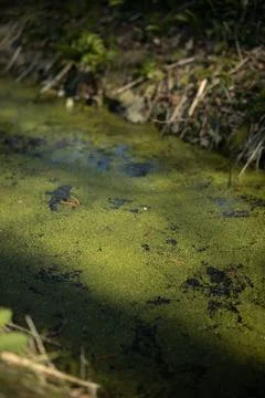 Swamp in spring Stock Photos