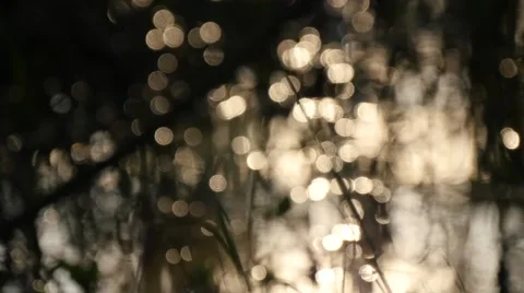 Swamp in springtime 스톡 동영상 68075772