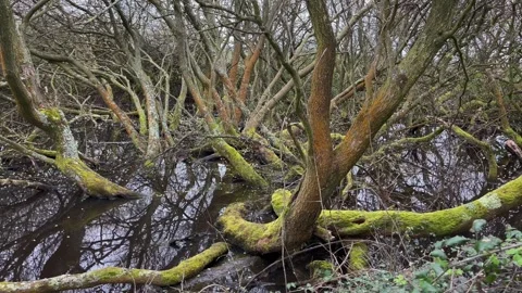 Swamp still water tree roots Stock Footage 240855793