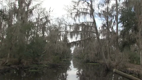 Swamp straight ahead fast Stock Footage 88293092