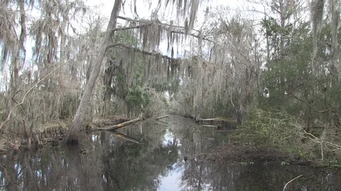 Swamp straight on best Stock Footage 88293094