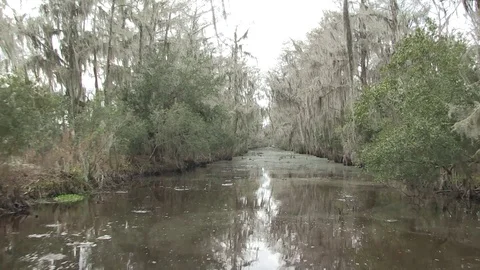 Swamp straight medium speed Stock Footage 88293091