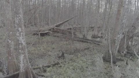 Swamp Stump Video stock 101994834