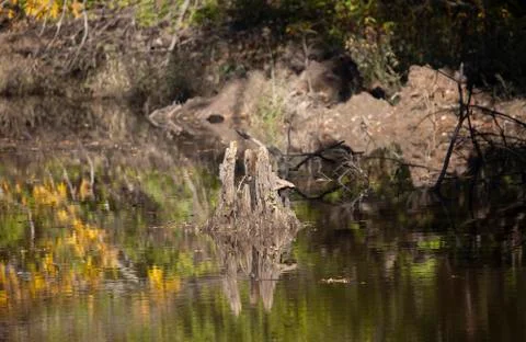 Swamp Stump Stock Photos