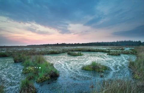 Swamp at summer sunset Foto stock