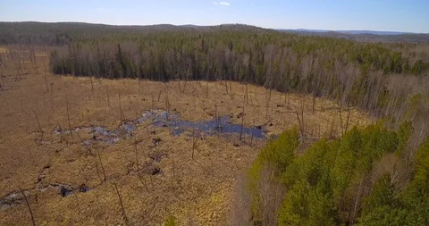 Swamp surrounded by forest. Stock Footage 89819595