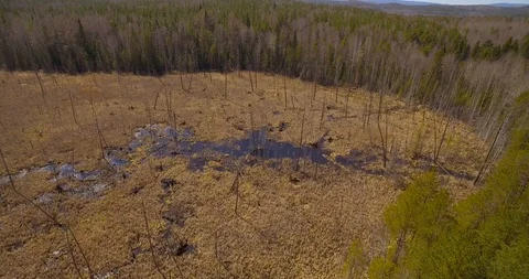 Swamp surrounded by forest. Stock Footage 89819688