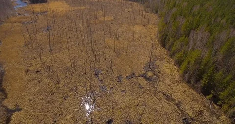 Swamp surrounded by forest. Stock Footage 89819977