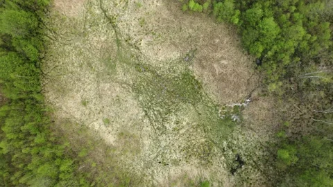 Swamp surrounded by trees Stockbeeldmateriaal 154316248