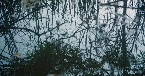 Swamp swamp before sunset. 스톡 동영상 246050530