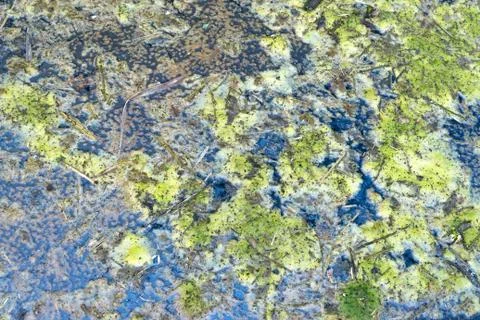 Swamp texture Stock Photos