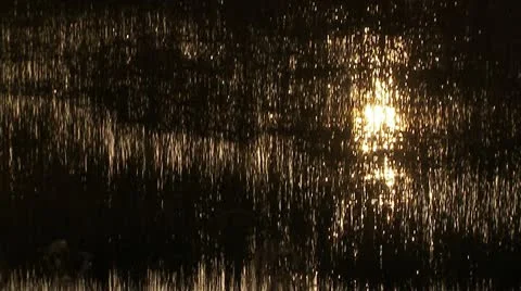 A swamp tilt Stock Footage 12761450