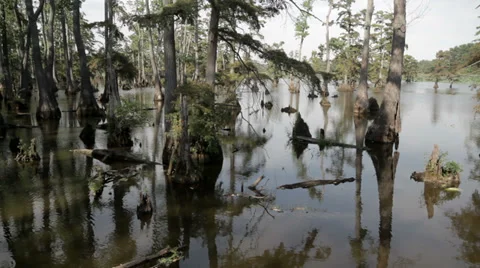Swamp Tilt up Stock Footage 29666312