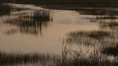 Swamp timelapse Stock Footage 12761464