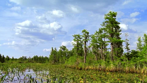Swamp timelapse Stock Footage 131891417