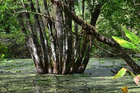 Swamp Tree Stock Photos